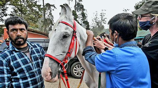 Microchips implanted in horses, ponies used for tourism purpose