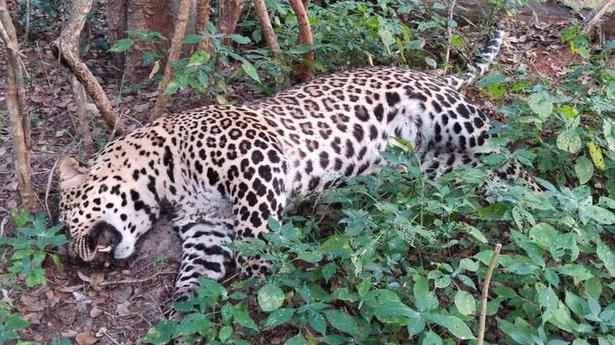 Leopard killed in suspected road hit near Coimbatore