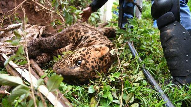 Leopard dies after getting trapped in snare in Nilgiris