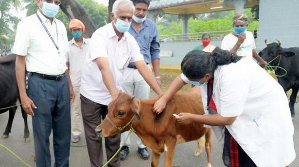 Drive to vaccinate 2.8 lakh cattle against FMD begins in Erode