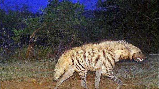 ‘More sightings sign of rise in striped hyena population’