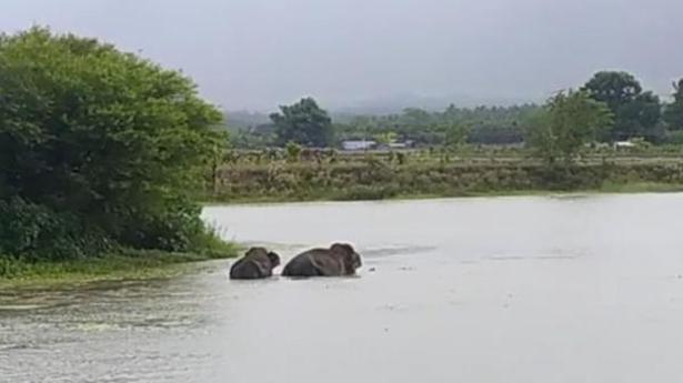 Elephants saunter out of forest near Coimbatore, take a bath at village tank, return