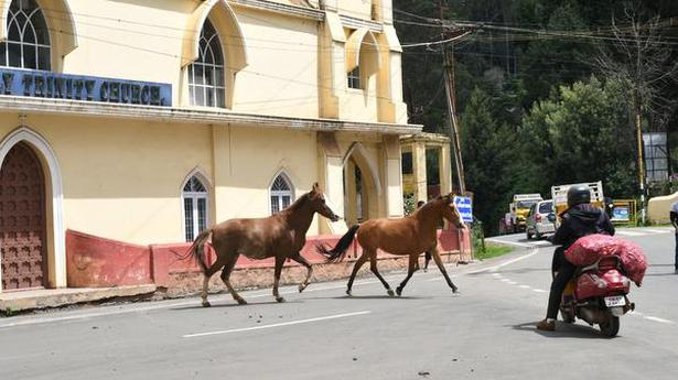 Need to control and manage feral animals in Nilgiris, say conservationists