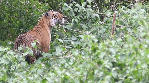 Forest Department monitoring tiger seen in village near Ooty town