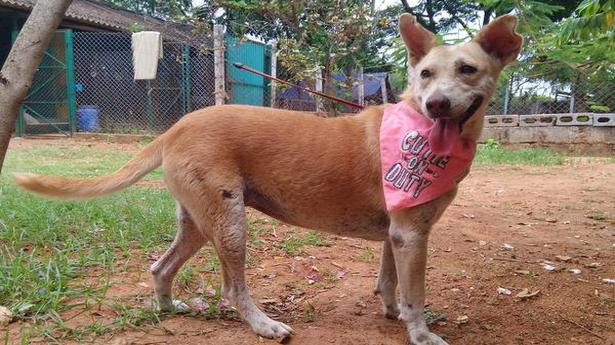 Dogs for adoption in Coimbatore