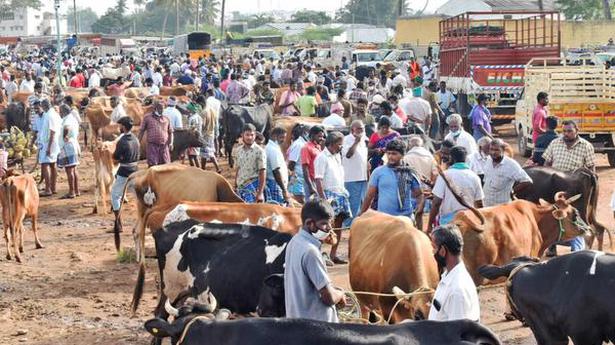 Low turnout at Karungalpalayam cattle shandy