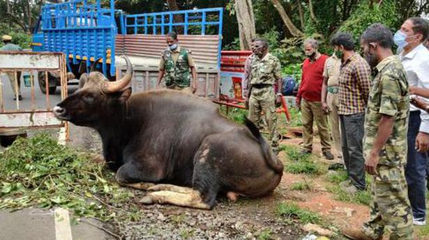 Indian gaur dies after consuming plastic near Ooty