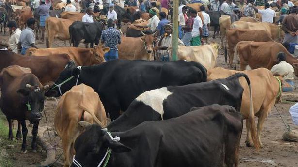 Arrival of cattle to shandy drops due to monsoon