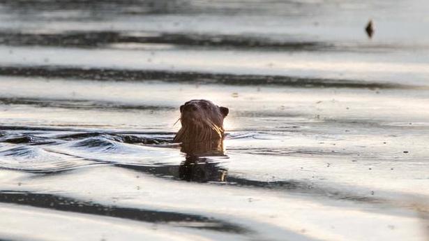 Smooth-coated otter new addition to Coimbatore’s urban biodiversity