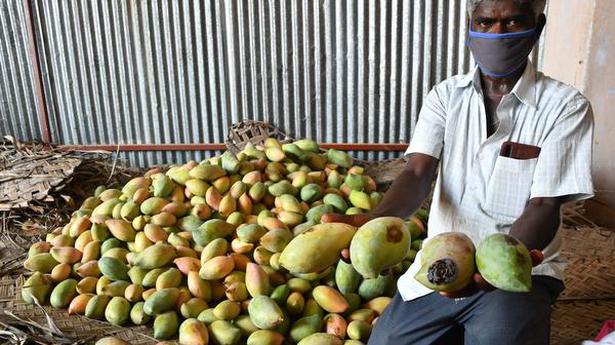 Mango growers seek remunerative price, relief from govt.