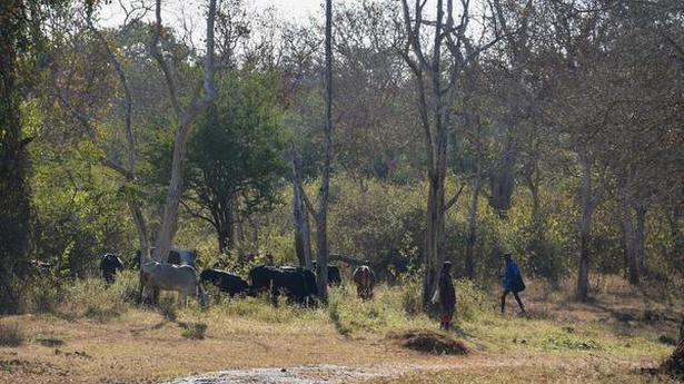 Forest Dept. no closer to solving problem of cattle grazing in Mudumalai Tiger Reserve
