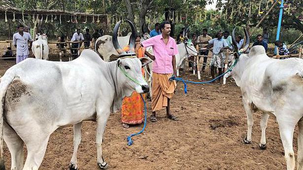 Cattle fest concludes in Pollachi - The Hindu