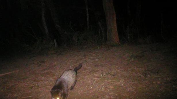 Habitat loss threatens future of brown palm civets in Western Ghats