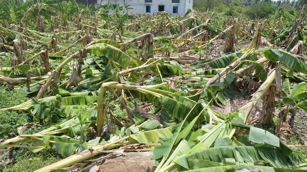 Rain damages plantations