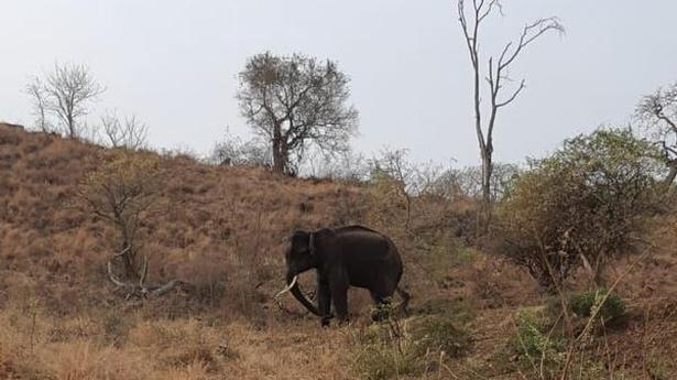 Elephant released in Mudumalai reported to be acclimatizing to new surroundings