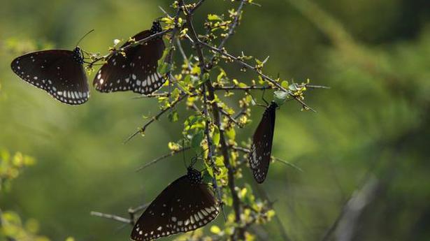 Migration of butterflies to Western Ghats begins