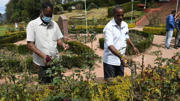 Pruning of rose plants begins in Udhagamandalam