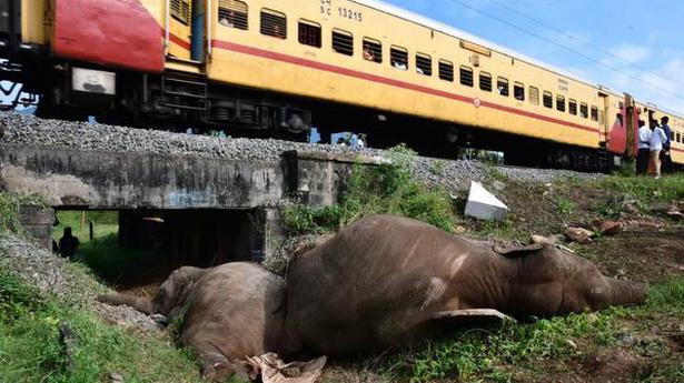 Train that mowed down three elephants was within restricted speed, says Railways