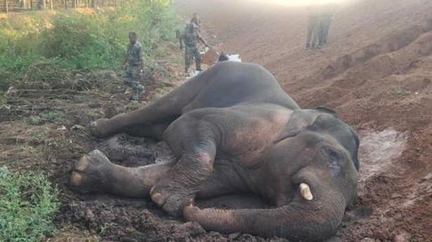 Train hits elephant near Tamil Nadu-Kerala border, severely injuring it
