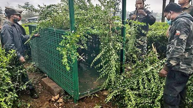 Cage placed to trap leopard near Valparai