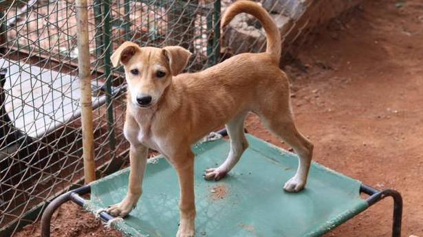 Petpals:Animals for adoption in Coimbatore