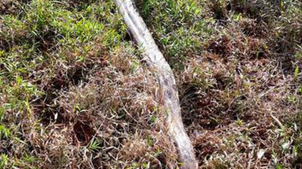 Indian rock python found dead in Gudalur