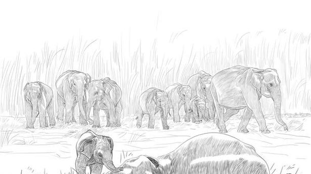 Conservationist H Byju’s new book explores migratory pathways from an elephant’s point of view
