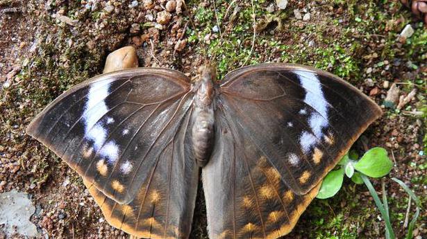 Southern duffer butterfly recorded in Upper Nilgiris slopes after over 30 years