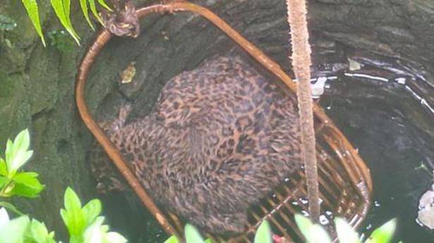 Leopard rescued from well in Kotagiri