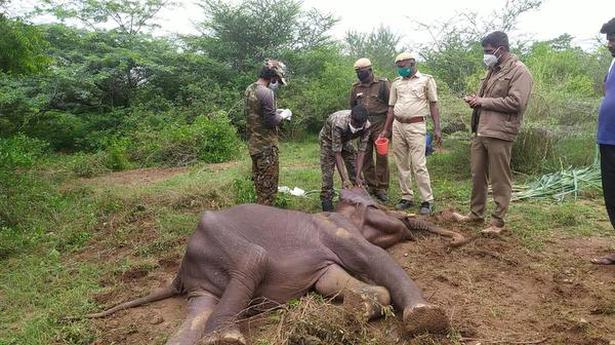 Sick juvenile elephant dies during treatment in Coimbatore district