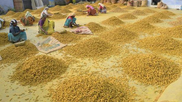 New turmeric started arriving at regulated markets in Erode