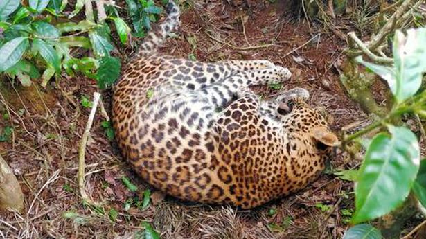 Leopard found dead on private tea estate near Coonoor, snare suspected