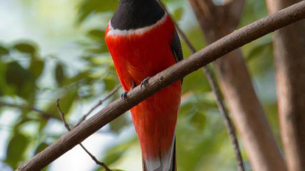 Over 400 species of birds, butterflies recorded during survey in Coimbatore