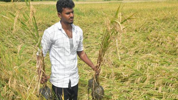 Incessant rain ravages paddy crops, inundates houses in Krishnagiri