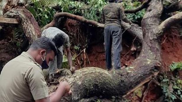 To preserve rare Nilgiris orchids, Forest Department staff collect displaced flowers from uprooted trees