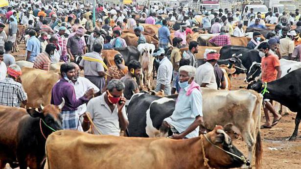 Arrival of cattle, traders to weekly shandy drops due to monsoon