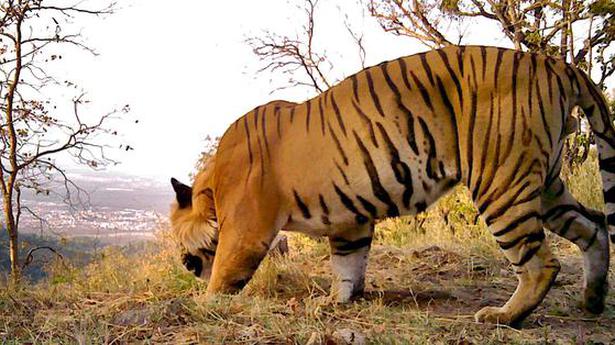 Delhi HC asks NTCA to consider petition on Corbett Tiger Reserve