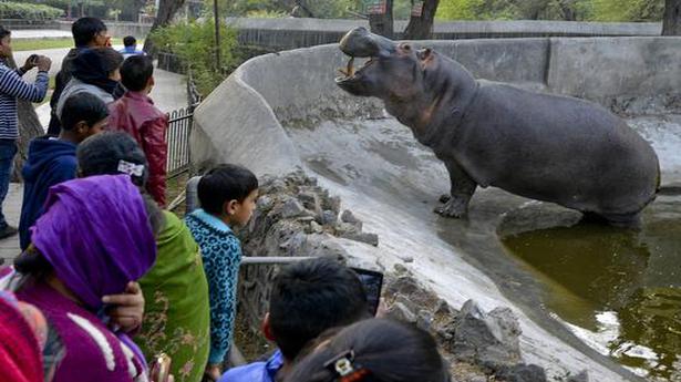 After 84 days, Delhi zoo throws open its gates - The Hindu