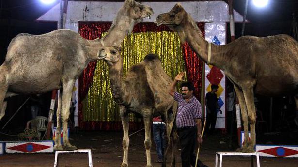 What happened to animals in circuses that have closed down: Delhi HC asks Animal Welfare Board