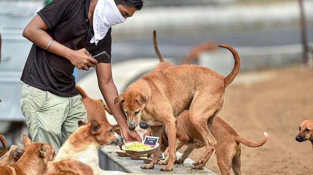 ‘HC ruling will ensure dog lovers are not harassed’