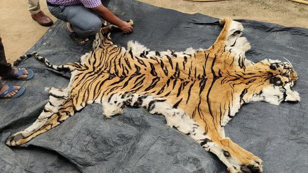 Two held, tiger hide seized