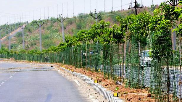 Haritha Haram trees: Shorn of life before they could serve