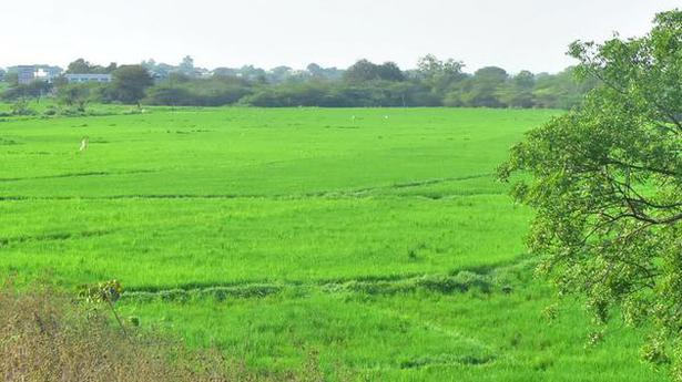 Medak sees a rise in paddy cultivation