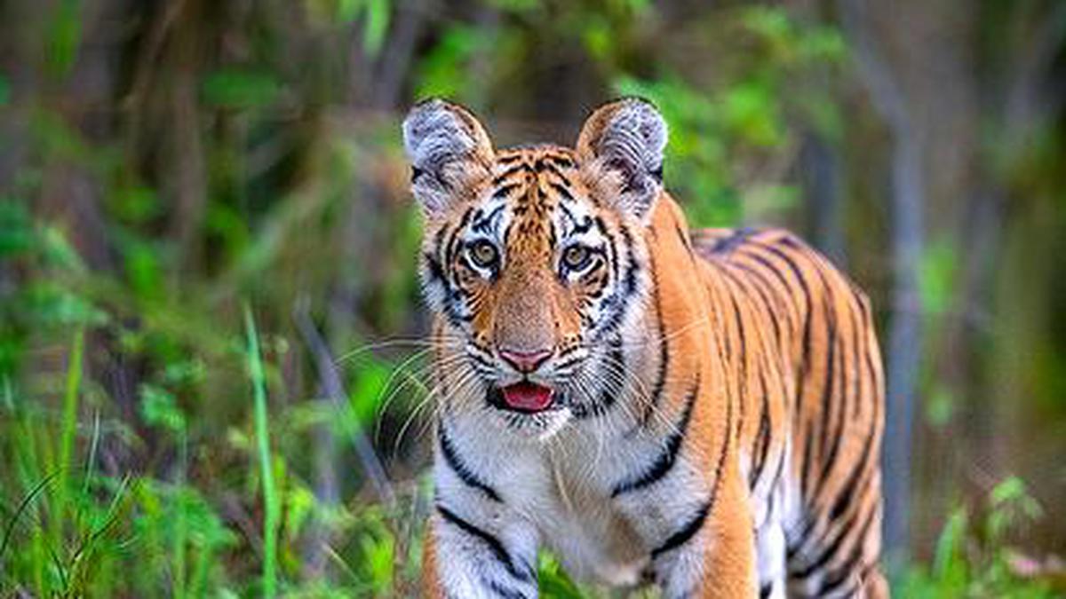Tigress Death Sends Ripples Across Wildlife Circles The Hindu