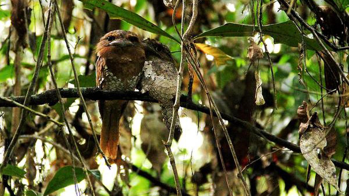 Spotting The Frogmouths Of Thattekad The Hindu
