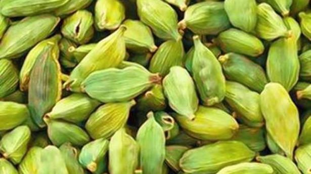 State to see a dip in cardamom production this year