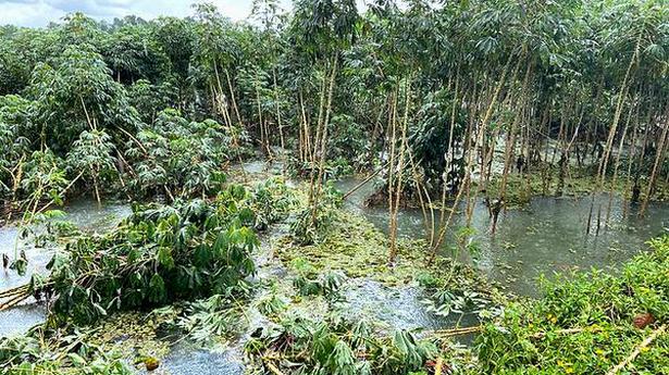 Heavy rain, winds cause widespread damage to crops in Ernakulam