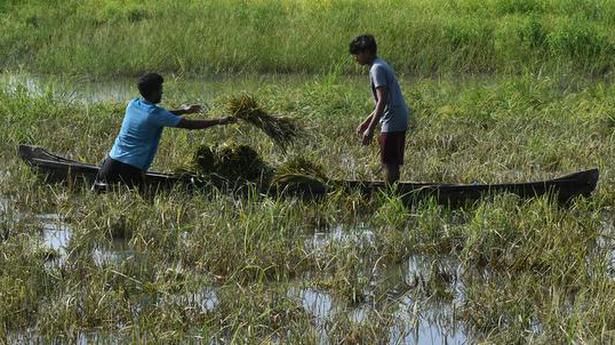 Shortage of labourers hits pokkali farming in Kadamakkudy