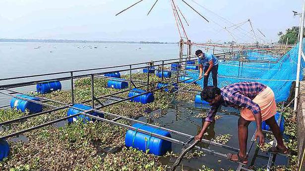 Water hyacinth poses threat to cage fish farming