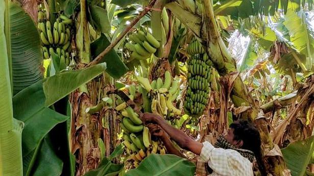 Banana growers in Theni district want cold storage